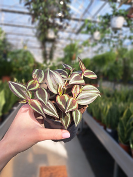 TRZYKROTKA PARPLE JOY P10