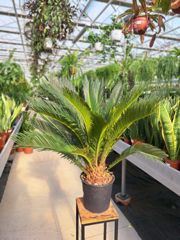 CYCAS P21