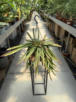 LEPISMIUM CRUCIFORME ROJO P15