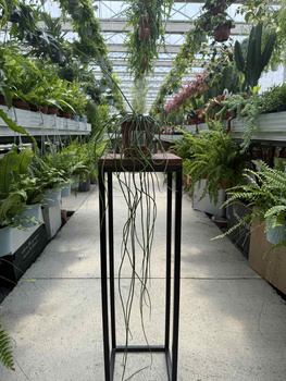 RHIPSALIS HEIDELBERG P11