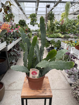 EPIPHYLLUM SARAH COURANT P15