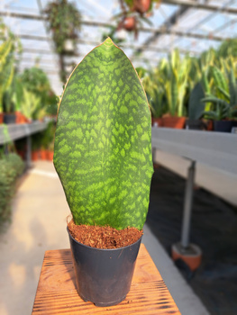 SANSEVIERIA MASONIANA WAVE FIN P10