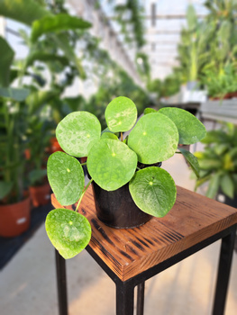 PILEA - PIENIĄŻEK P10