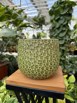 OSŁONKA DROPS BELLY GREEN P13,5