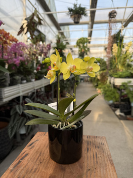 PHALENOPSIS YELLOW VAYENNE P7