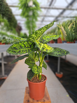 DIEFFENBACHIA REFLECTOR P17