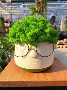 KOMPOZYCJA Z CHROBOTKA OKULARKI ŚREDNIE 