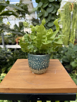 OSŁONKA KROPKA DUO P7