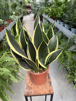 SANSEVIERIA BLACK GOLD P17