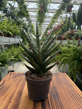 SANSEVIERIA FRANCISII P6