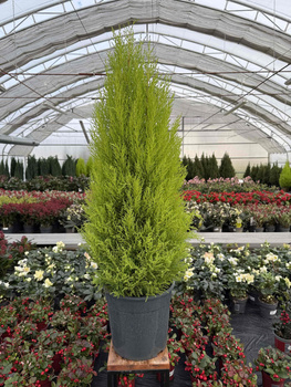 CYPRYSIK GOLDCREST WILMA P27