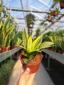 SANSEVIERIA HAHNII P9