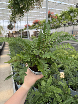 PAPROĆ PELLAEA FALCATA P13