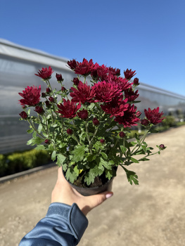 CHRYZANTEMA DROBNOKIATOWA BORDOWA MINI P11