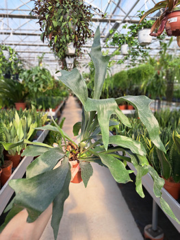 PAPROĆ PLATYCERIUM BIFURCATUM P12