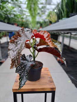 BEGONIA MACULATA  P12