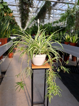 ZIELISTEK BIAŁY PASEK W ŚRODKU P20