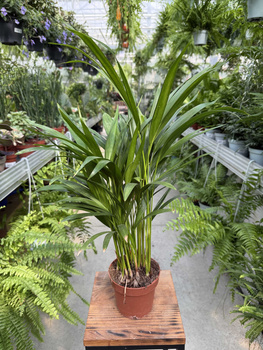 DYPSIS P12