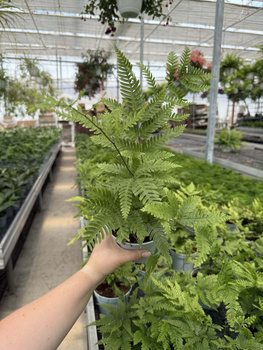 PAPROĆ PTERIS FAUREI P13