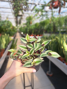 TRZYKROTKA ZEBRINA P10