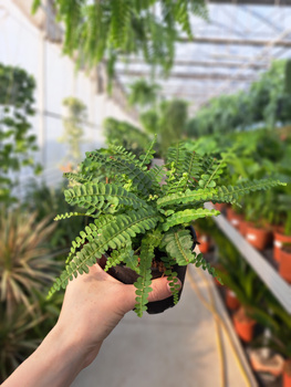 PAPROĆ MINI DUFFI P10