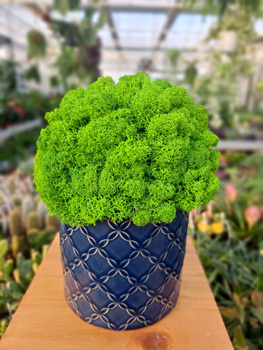 KOMPOZYCJA Z CHROBOTKA SZAFIR