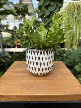 OSŁONKA BOHEME BIEL P6