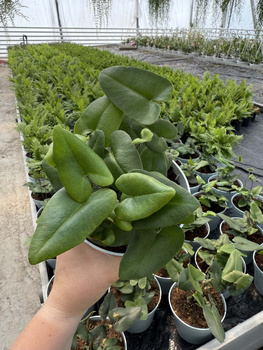 PAPROĆ HEMIONITIS ARIFOLIA P13