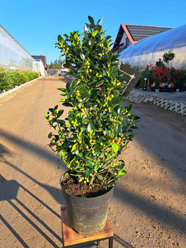 OSTROKRZEW KOLCZASTY  BLUE MAID P24