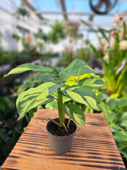 CTENANTHE LUBBERSIANA P6