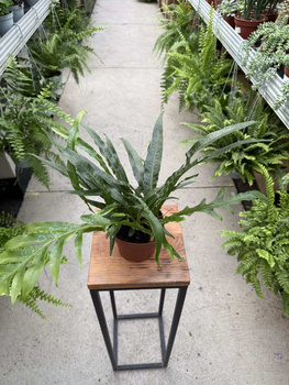 PAPROĆ AGLAORPHA CORONANS P12