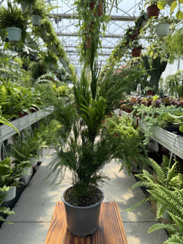 ASPARAGUS PIRAMIDALIS P12