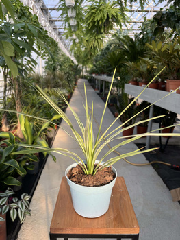 CORDYLINA LIME PASSION P13