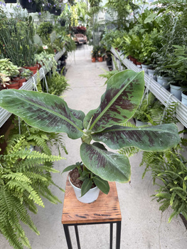 BANANOWIEC ORIENTAL DWARF P13