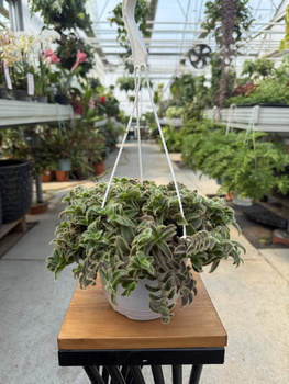 TRZYKROTKA SOMALIJSKA P16