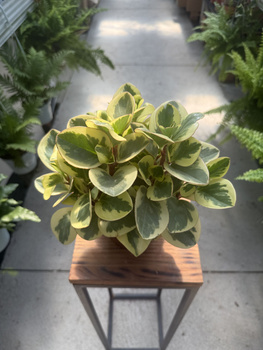 PEPEROMIA OBTIPAN BICOLOR P12