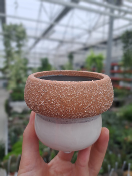 OSŁONKA GRZYBEK BRĄZOWY MAŁY 