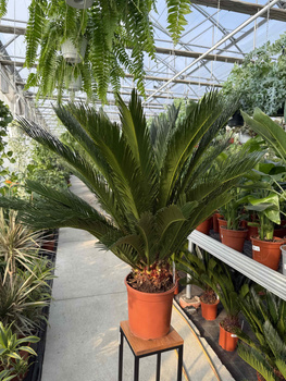 CYCAS P24