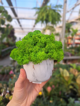 KOMPOZYCJA Z CHROBOTKA MARMUREK ZŁOTY