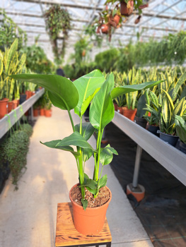 STRELITZIA NICOLAI P17