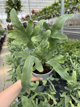 PAPROĆ PHLEBODIUM AUREUM BLUE STAR P13