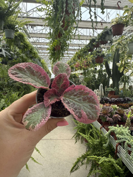 EPISCIA P6