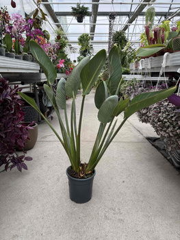 STRELITIZIA REGINAE P19