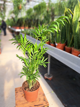 CHAMAEDOREA ELEGANS P12