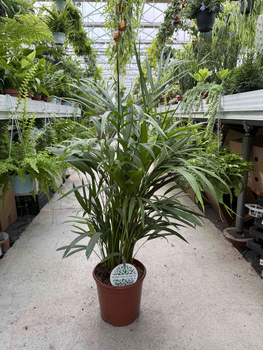 DYPSIS P21