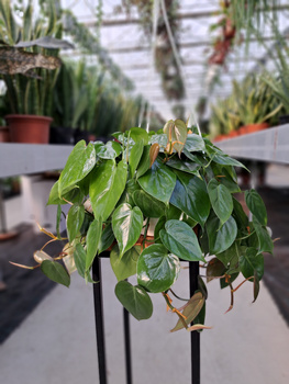 PHILODENDRON  SCANDENS P20