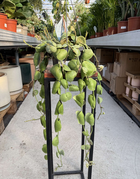 DISCHIDIA PLATYPHYLLA P14