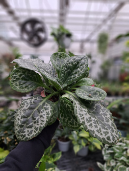 SKRĘTNIK PRETTY TURTLE P12