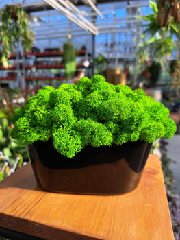 KOMPOZYCJA Z CHROBOTKA CZARNA PODŁUŻNA