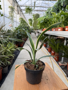 YUCCA GLORIOSA VARIEGATA P9